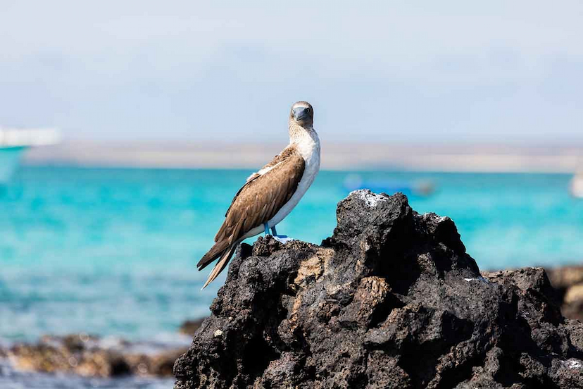 Baltra Island | Galapagos