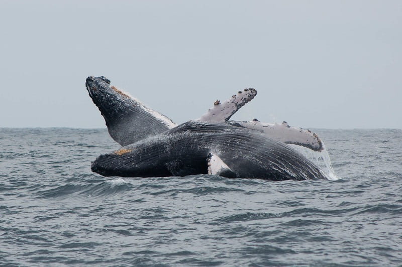 Bahía de Ballenas | Whale | Galapagos Islands