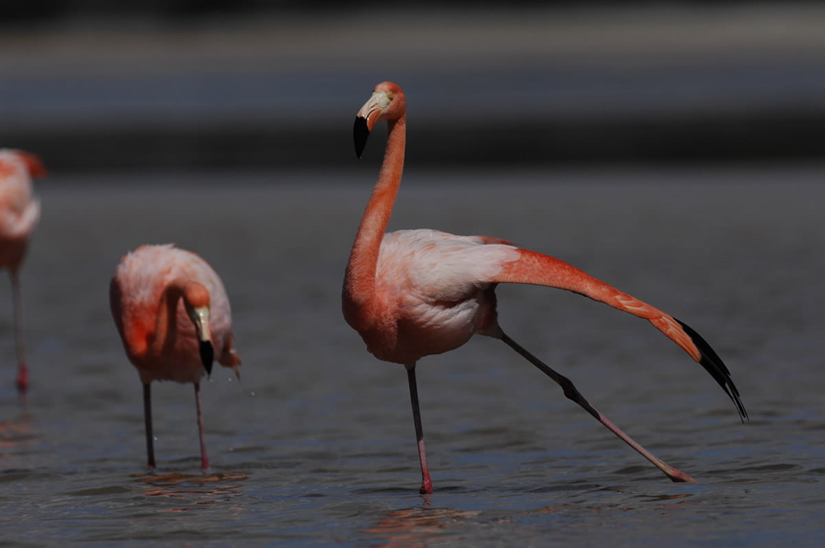 Playa Las Bachas | Flamingos | Galapagos Islands