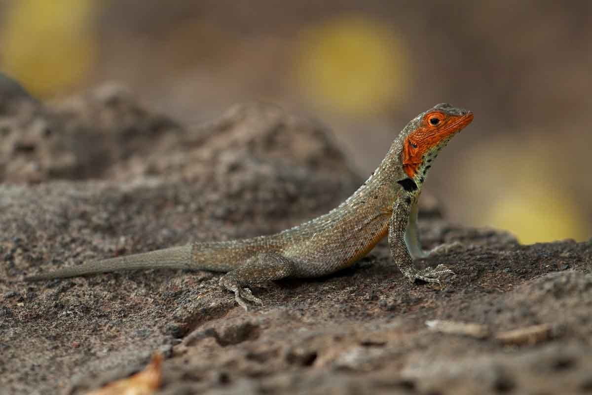Bahía Sullivan | Lava lizard | Galapagos Islands