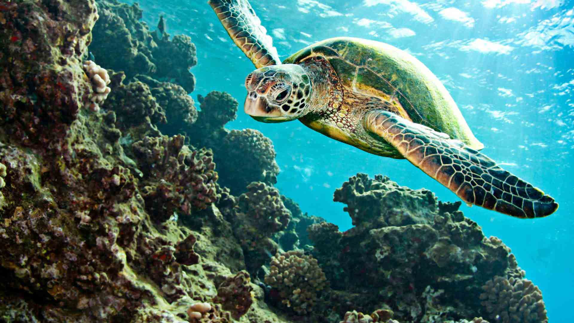 Playa Las Bachas | Sea turtle | Galapagos Islands